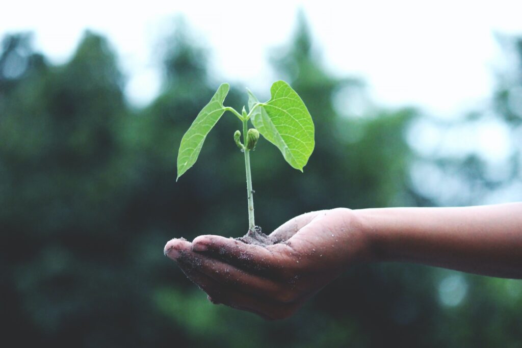 Green Jobs in the Renewable Energy Sector