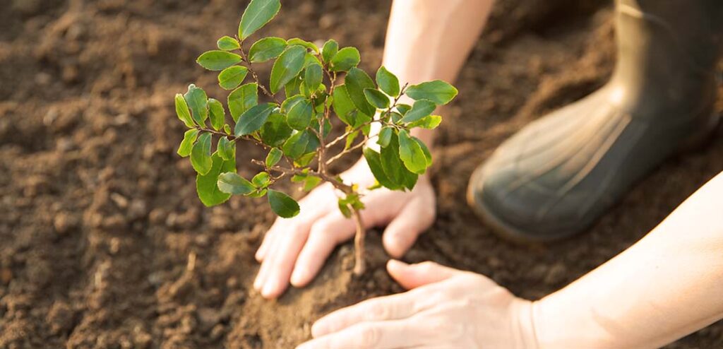 Biomass and Biofuels