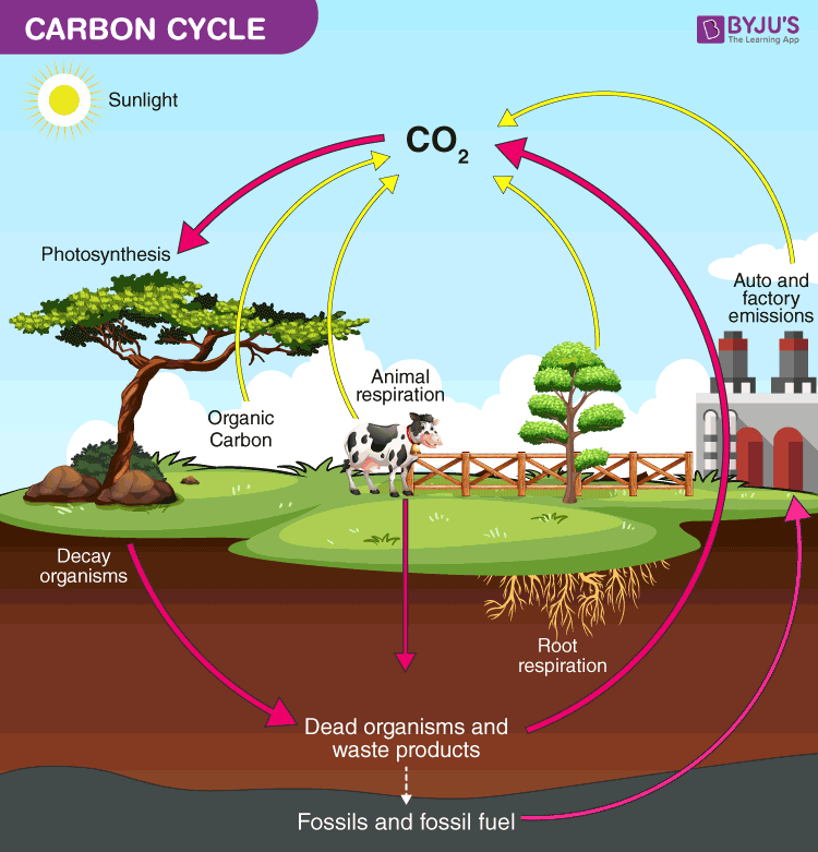 Biodiversity in Ecosystems