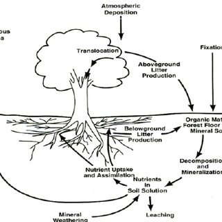 Biodiversity in Ecosystems