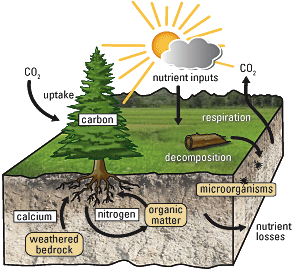 Biodiversity in Ecosystems